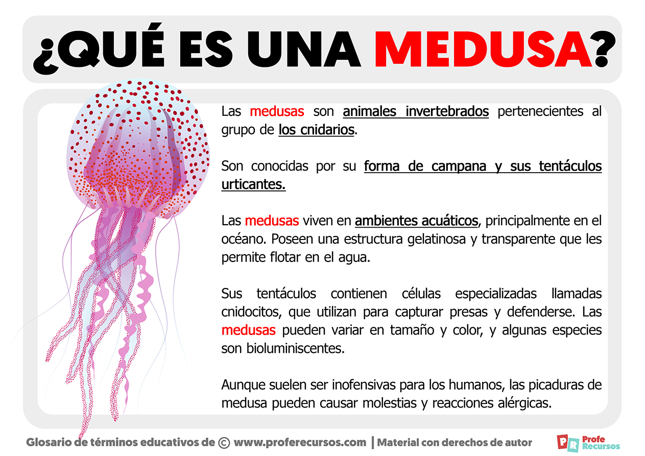 Que es una medusa