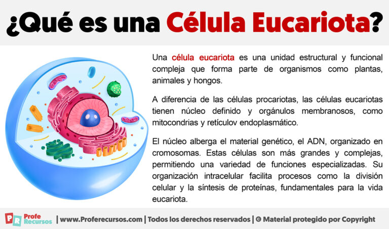 Qué Es Una Célula Eucariota 9277