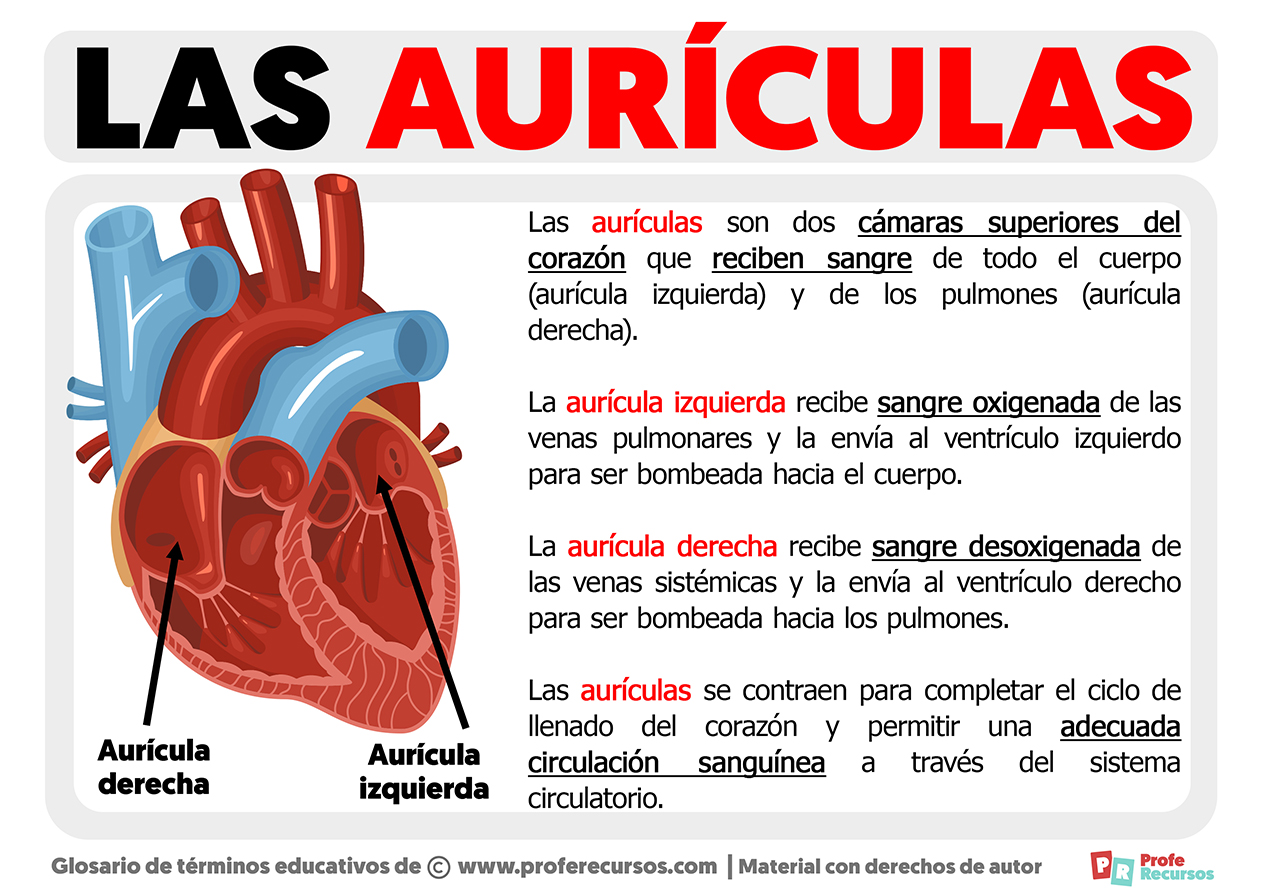 auricula meretricula translation free latin