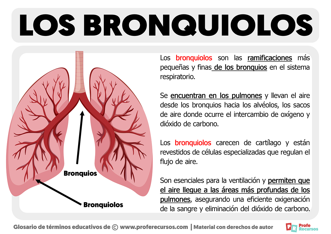 Que son los bronquiolos