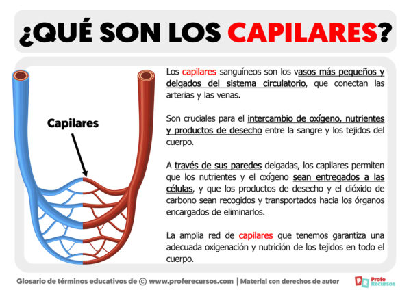 Qué Son Los Capilares Definición Capilar Sanguíneo