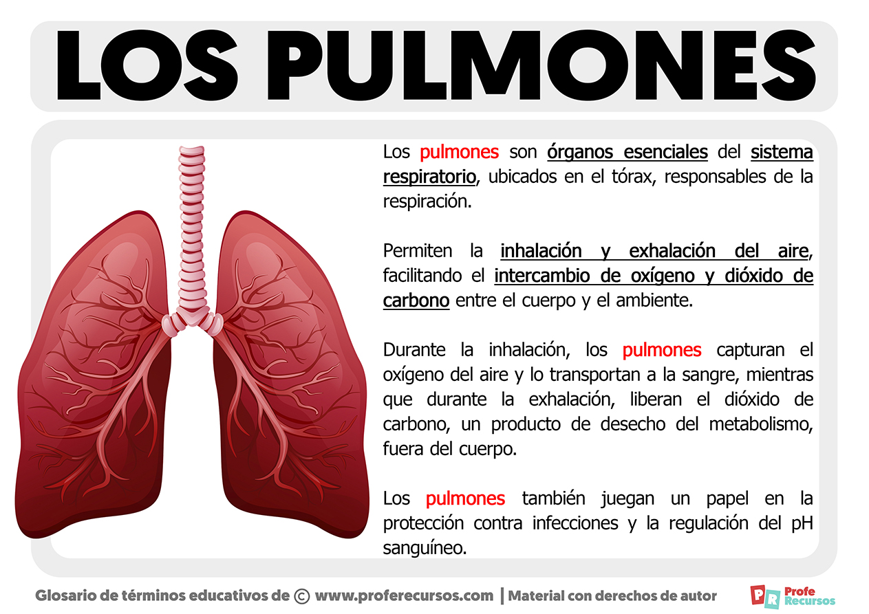 Qué Son Los Pulmones