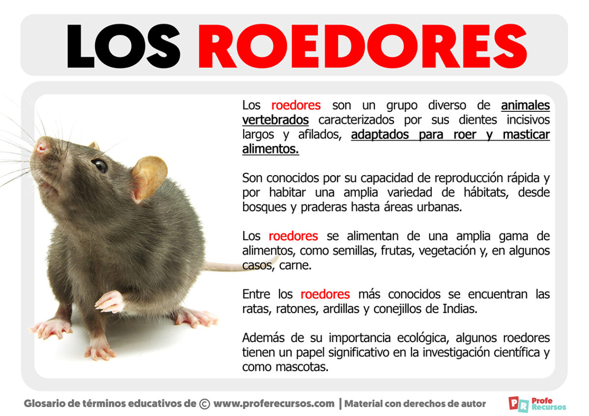 Qué Son Los Roedores | Definición De Roedor