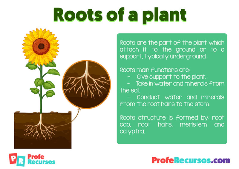 roots-definition-for-kids