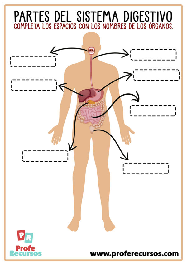 Sistema Digestivo Sin Nombres Aparato Digestivo Sin Nombres