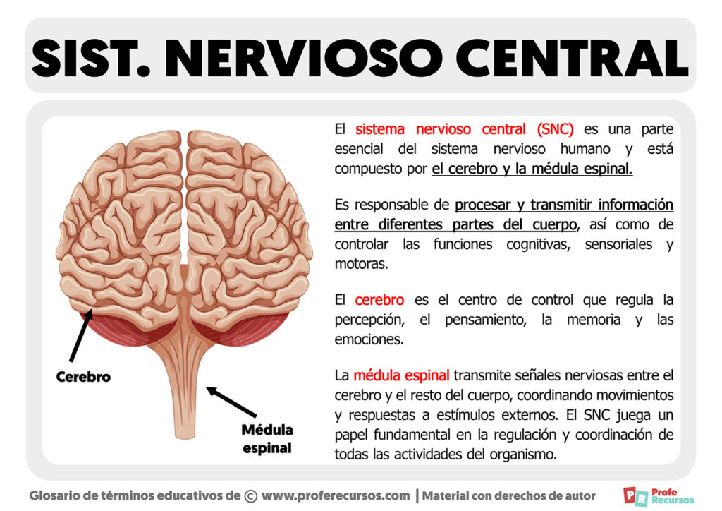 Qué Es El Sistema Nervioso Central Definición 1995