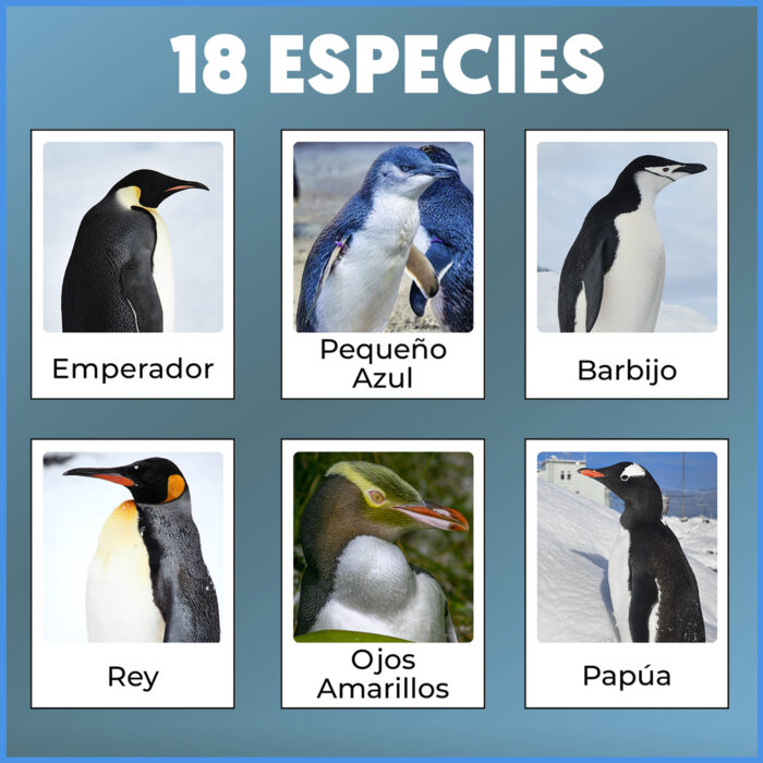 Tarjetas montessori de los pinguinos