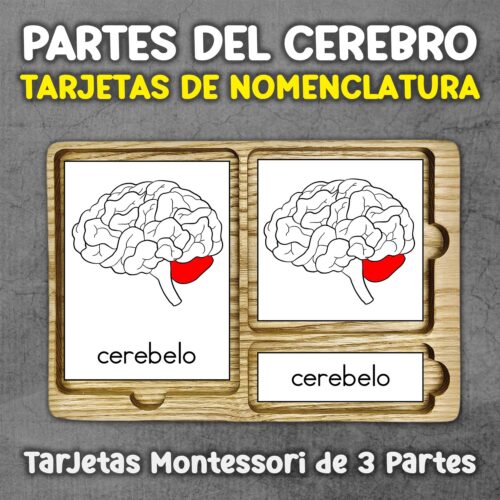 Tarjetas anamotia cerebro