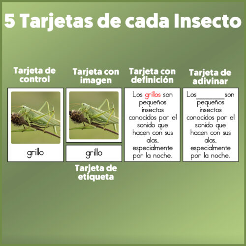 Tarjetas de insectos para niños