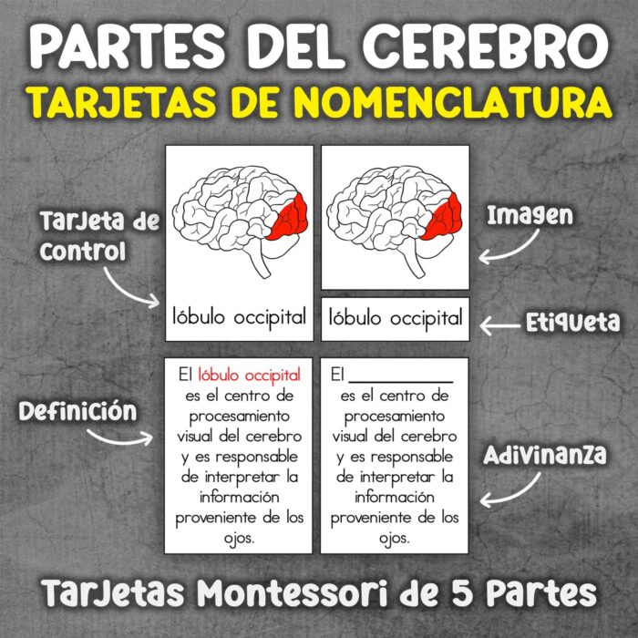 Tarjetas partes del cerebro