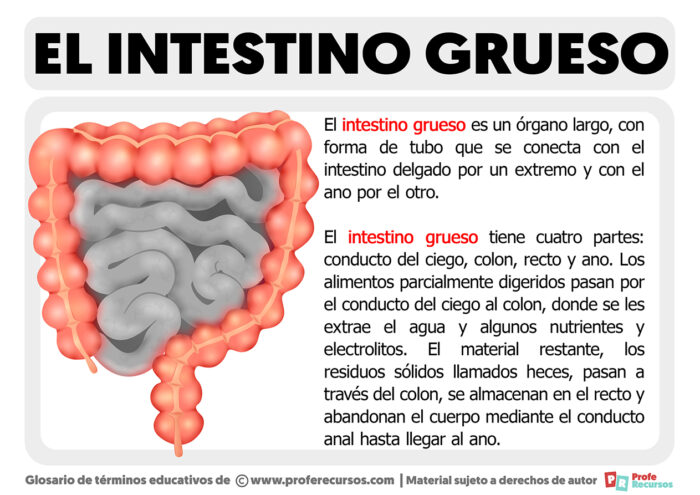 ¿qué Es El Intestino Grueso